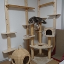 猫専用個室『ねこべや』ケージレスのペットホテル【送迎無料】｜藤沢...