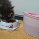 猫専用個室『ねこべや』ケージレスのペットホテル【送迎無料】｜藤沢・茅ヶ崎・平塚・鎌倉・横浜 − 神奈川県