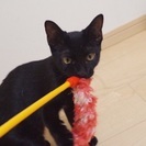 【医療済】抱っこＯＫ、肩乗りニャンコ、のぼるくん♪ - 猫