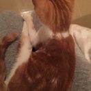 オレンジタビー&ホワイト女の子3カ月ぐらい - 猫