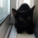 瞳まんまる黒猫のとってもびびりなあんみつちゃん