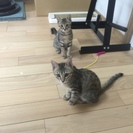 生後三か月かわいい子猫姉妹です