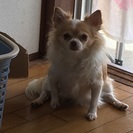 里親さん再募集します。急募です。