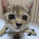 子猫2匹の里親様を募集しています！ - 守谷市