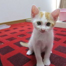 子猫2匹の里親様を募集しています！ - 猫