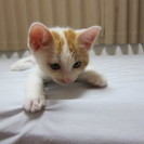 子猫2匹の里親様を募集しています！ − 茨城県