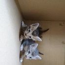 人懐こい子猫ちゃん二匹です