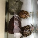 ミドリガメの里親探し