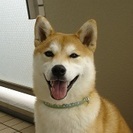 生後9ヶ月の柴犬です。里親さんを探しています。