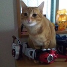 里親募集です。 - 猫