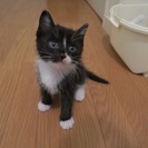 美人黒白ちゃん 生後50日 - 猫