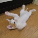 珍しいオッドアイの男の子 - 猫