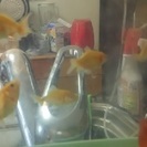 ハーフ金魚ちゃんの里親募集