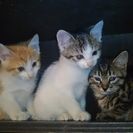 子猫帰ってきました！
