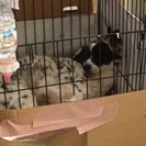 里親さん決まりました！ありがとうございます！ - 犬