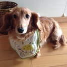 【里親急募】優しい性格の女の子＂みく＂と言います - 犬