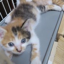 美人三毛ちゃん 姉妹 - 猫