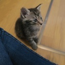 トラ柄 甘えん坊な男の子 - 猫