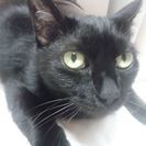 黒猫 4歳 メス