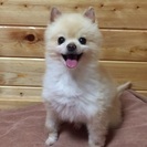 問い合わせ多数の為、一時中断させていただいてます。家族に迎えて下...