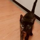 5ヶ月♀2匹のベタベタ猫ちゃん - 猫