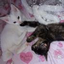 5ヶ月♀2匹のベタベタ猫ちゃん − 静岡県