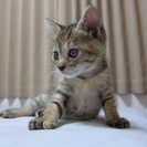 子猫の里親様を募集しています！