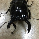 アフリカのツヤクワガタ。 - 熊谷市