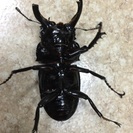 アフリカのツヤクワガタ。 - その他