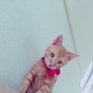 茶トラ ♂ - 猫