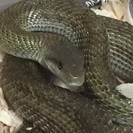☆急募☆アオダイショウ&ハツカネズミ