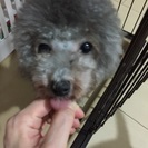 4月で1歳になりました！女の子！！ - 京都市