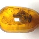 ■新着！　珍しい琥珀の蝉をお譲りします！【発送可】の画像