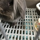 アメリカンファジーロップ - その他