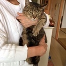新しいご家族さがしております - 猫