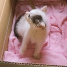 産まれたばかりの可愛い子猫【白黒】