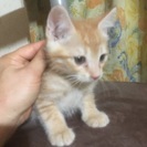 可愛い保護猫です