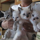子猫生後４０日、4匹里親募集