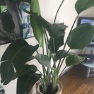 観葉植物 大型 南国 アジア風の画像