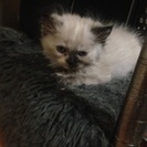 里親募集します。 - 猫