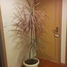観葉植物　高さ約１６０ｃｍ　レインボー