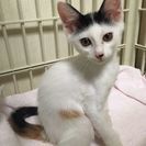 ワカメちゃんの家族になって下さい！