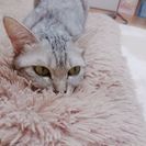 急募！メス猫ちゃんです。