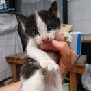 生後3週間位の可愛い子