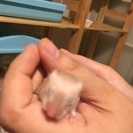 ロングヘアーハムスター 薄茶色 赤ちゃん