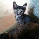 チビニャンコあげます