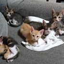 子猫の里親探してます - 沖縄市