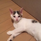 子猫　生後1～2ヶ月　ミミ　かわいい女の子です♪