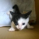 生後1か月の子猫里親募集