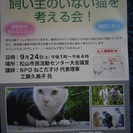 飼い主のいない猫を考える会！　参加無料